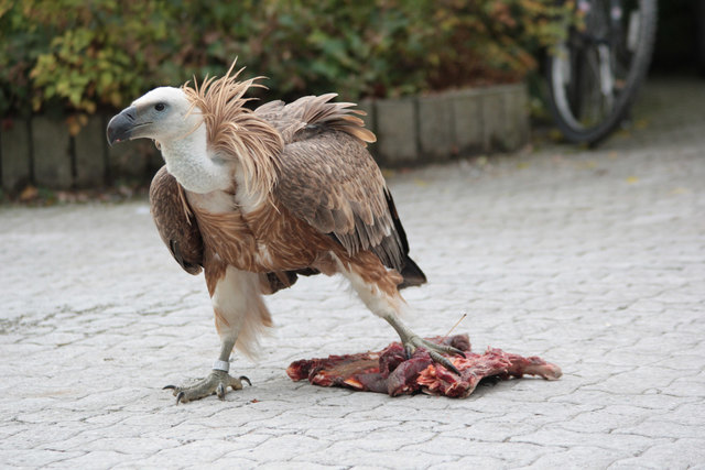 Der Geier Gypsi scheint sich in Salzburg richtig wohl zu fühlen. | Foto: Zoo Salzburg
