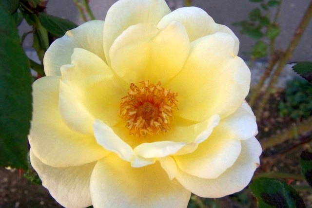 Edelrose