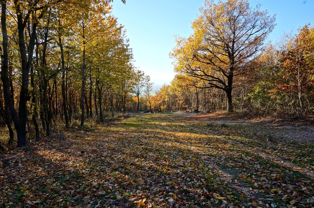 im Leithagebirge bei Hornstein