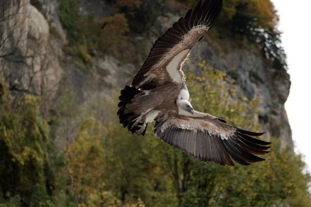 Der Geier Gypsi scheint sich in Salzburg richtig wohl zu fühlen. | Foto: Zoo Salzburg