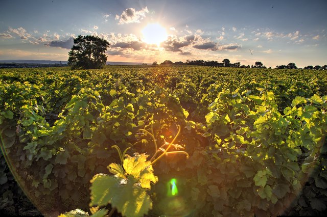 Blick über den Weingarten bei Sonnenuntergang