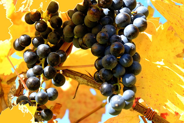 Trauben am Csaterberg