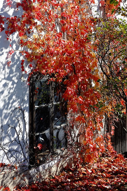 Mauerkatze am Heanznhof in Bernstein