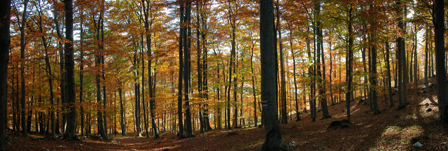 Farbenpracht auf der Mandling