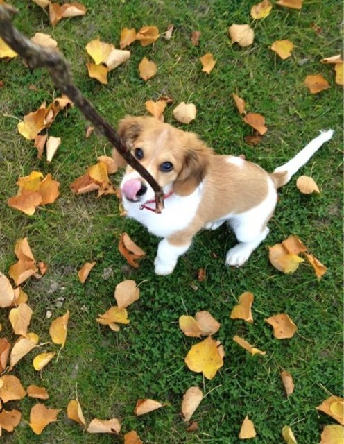 Der erste Herbst in meinem Garten.