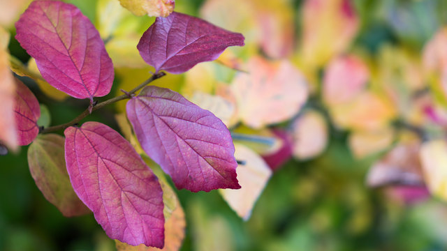 Violette Blätter im Herbst