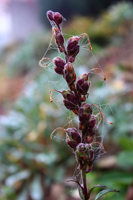 Der Morgentau macht die feinen Spinnweben an der Pflanze sichtbar und hüllt sie in ein interessantes "Kleid". Entdekt in Forchtenstein.