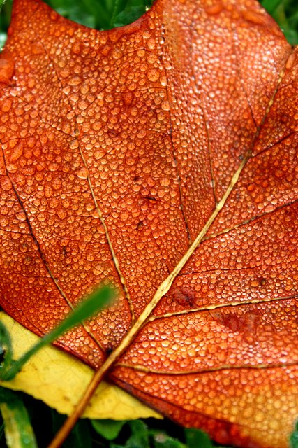 Morgenstund hat Gold im Mund. Bei einem Spatziergang am Morgen entdeckte ich diese wunderschönen Blätter in Forchtenstein.