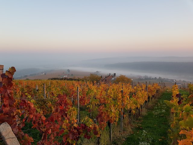 Der Weinblick Eisenberg im Herbst