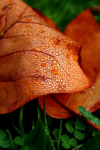 Morgenstund hat Gold im Mund.Bei einem Spatziergang am Morgen entdeckte ich diese wunderschönen Blätter in Forchtenstein.