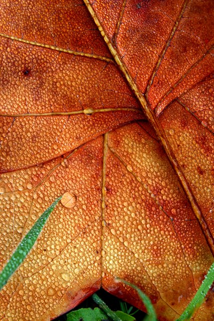 Morgenstund hat Gold im Mund. Bei einem Spatziergang am Morgen entdeckte ich diese wunderschönen Blätter in Forchtenstein.