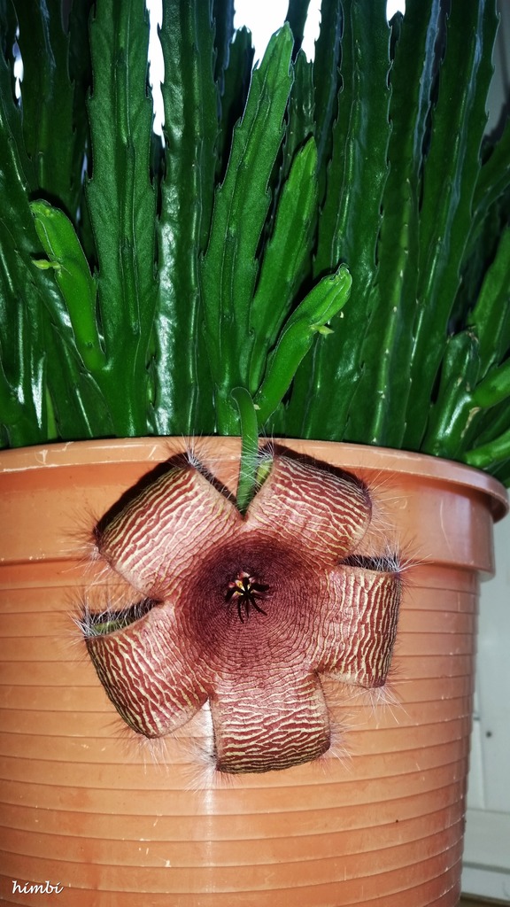 kaktus minusgrade Feigenkaktus 'Opuntia Ficus Indica'