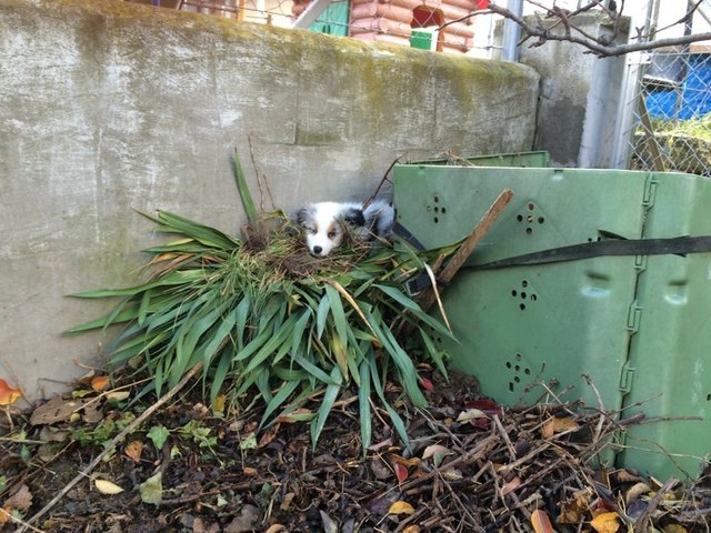 Mein Nickerchen am Laubhaufen