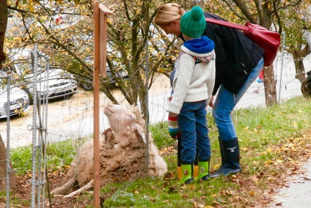 Kuschelschaf Susi genoss die Aufmerksamkeit von Groß und Klein am Neuholder Hoffest. | Foto: Neuhold