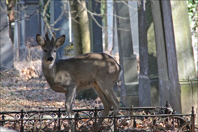 ...schön das es noch ein Leben gibt am Friedhof. -Allerheiligen-