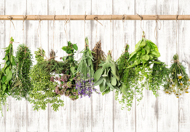 Medicinal herbs. Herbal apothecary. Basil, rosemary, sage, thyme, mint, oregano, marjoram, savory, lavender, dandelion, camomile, nettle