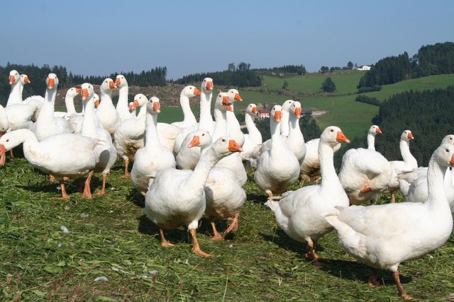 Beliebt sind auch die Daunen der OÖ Weidegans. Durch die lange Wuchsdauer entsteht ein höherwertiges Produkt. Zudem werden die heimischen Weidegänse erst nach der Schlachtung gerupft, während konventionelle Daunen oft von lebendig gerupften Tieren stammen. | Foto: LK OÖ/Mayringer