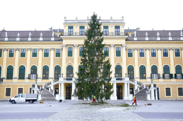 "Baum steht!" Die 80-jährige Lammertaler Fichte ist in den Morgenstunden nach Wien gereist und macht dort als Christbaum weiter. | Foto: FotoFally