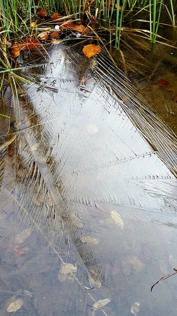 Es ist kalt geworden... Immer mehr weicht der Herbst vor der kommenden eisigen Jahreszeit zurück...