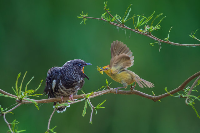 "Loving You" | Foto: Arnaldo Paulo Che