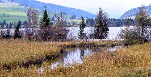 Herbststimmung - Naherholungsgebiet Walchsee - Ostufer.