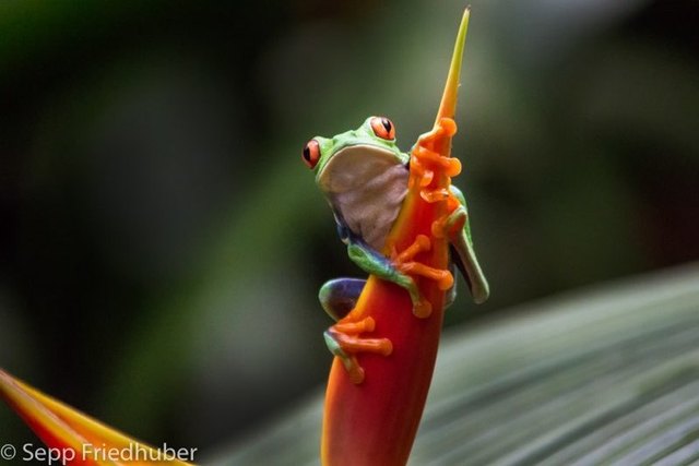 Foto: Sepp Friedhuber