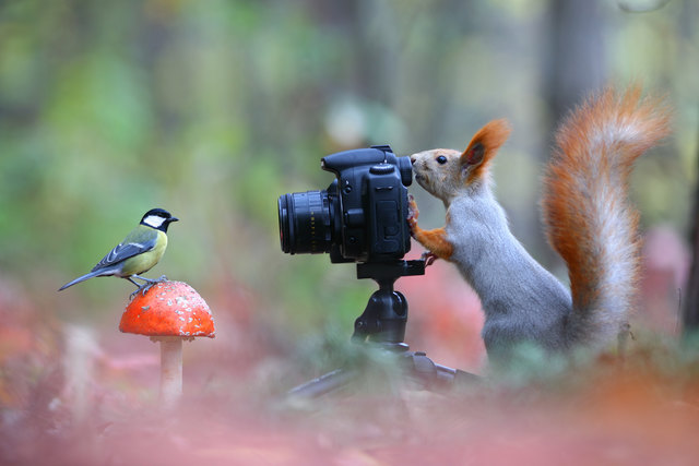 "Squirrel photographer" | Foto: Vadim Trunov
