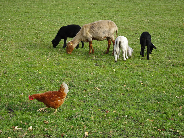 Auf einer Weide ist Platz für alle- auch für ein Huhn beim Spazierengehen...