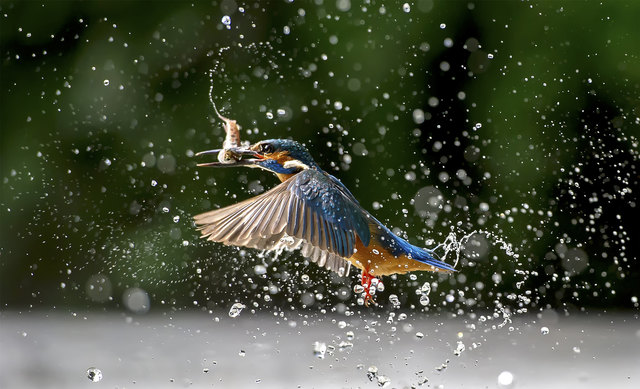 "Harvest" | Foto: Lin Wenqiang