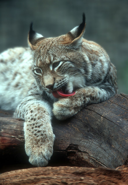 Luchs bei der Fellpflege © Josef Limberger