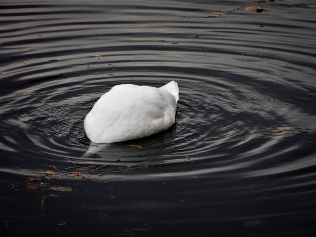 gefiedert - Schwänzchen in das Wasser, Köpfchen in die Höh :-))