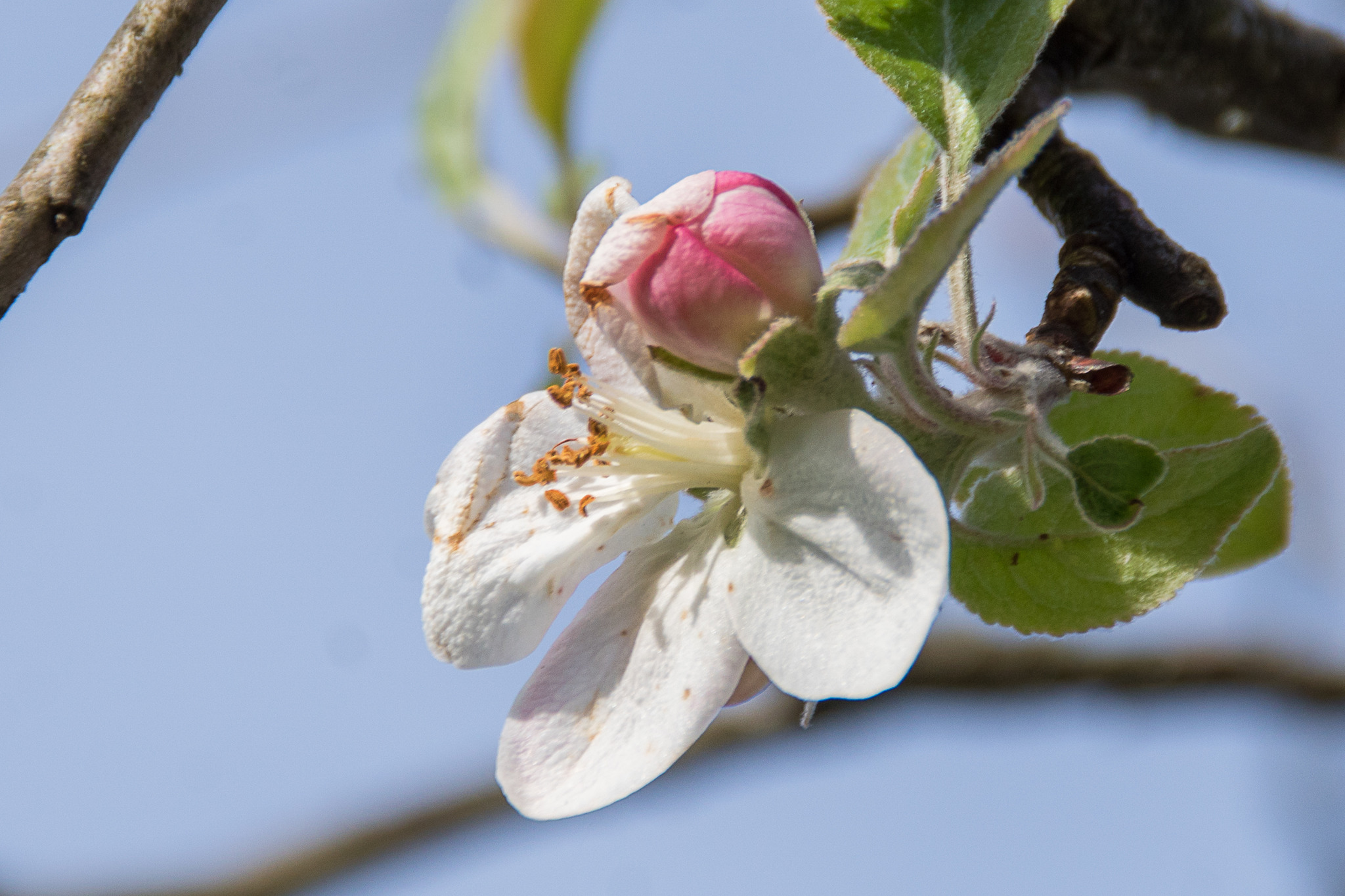 Und wenn am 4. November der Apfelbaum in Nachbar´s Garten blüht