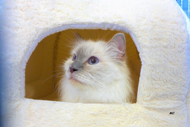 Rassekatzenschau am Schwarzl Freizeitzentrum, Tiermesse, Rasse - RAGDOLL Colourpoint Iilac