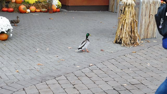 "Bauer sucht Frau" besser gesagt "Erpel sucht Weiblein"!