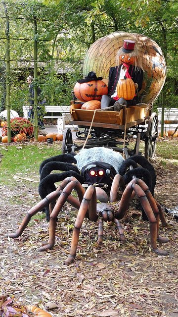 Diese Spinne hat schwer zu ziehen!