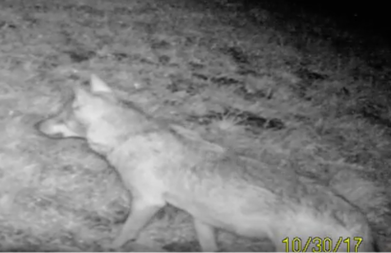 Kurzlich wurde ein Wolf in Telfes im Stubaital gesichtet.