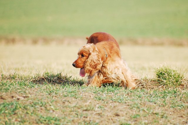 Halter sollen darauf achten, wo ihr Hund herumschnüffelt. | Foto: Pixabay