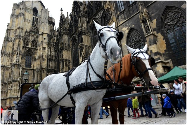 Umstrittene Touristenattraktion: Die Fiaker bestimmen das Stadtbild im 1. Bezirk. | Foto: Manfred Sebek