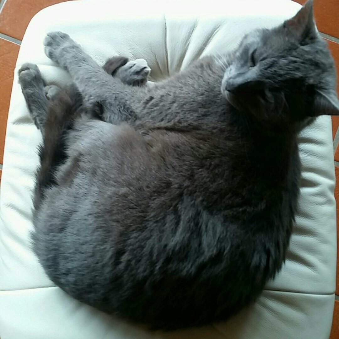 Kater Shorty wird seit Montag, 6. November, vermisst