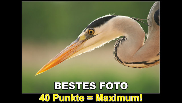 Bestes Foto mit Punktemaximum von der Jury von der Bezirks- und Klubmeisterin Martina Matuella | Foto: von Mag. Ing. Martina Matuella