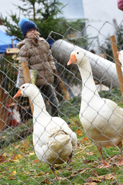 Foto: Wolfgang Spitzbart