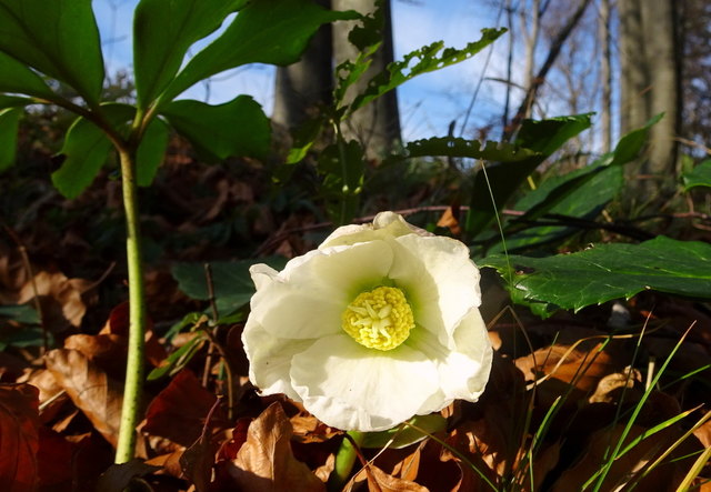 Auf dem Statzberg  spitzeln bereits die ersten Schneerosen aus der Erde. Aber nur wenige hundert Meter weiter fand ich noch blühende Enziane, unglaublich!