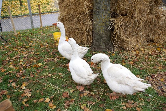 Foto: Peter Sommer