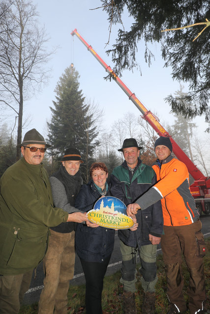 Fällung des Christbaumes für den Salzburger Chistkindlmarkt in der Gemeinde LamprechtshausenFoto: Franz Neumayr     14.11.2017v.l. Johann Griessner, Wolfgang Haider, Bürgermeisterin Andrea Pabinger sowie die Baumspender Peter und Franz Scharl | Foto: Neumayr