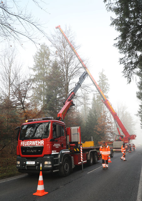 Fällung des Christbaumes für den Salzburger Chistkindlmarkt in der Gemeinde LamprechtshausenFoto: Franz Neumayr     14.11.2017 | Foto: Neumayr