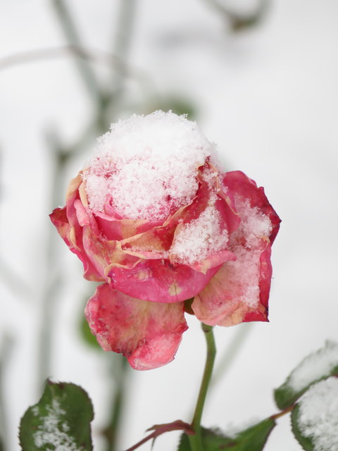 So ein bisschen Schnee ist mehr Zierde als Last auf einer Rosenblüte...