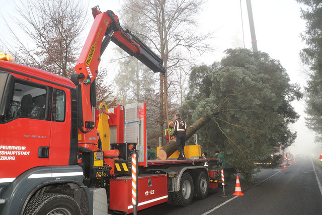 Fällung des Christbaumes für den Salzburger Chistkindlmarkt in der Gemeinde LamprechtshausenFoto: Franz Neumayr     14.11.2017 | Foto: Neumayr