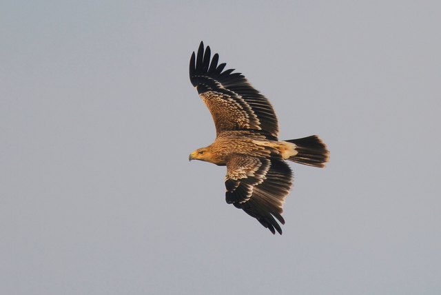 Kaiseradler stehen unter strengem Artenschutz und wurden im Weinviertel in den vergangenen Jahren dennoch illegal getötet. | Foto: Katzinger