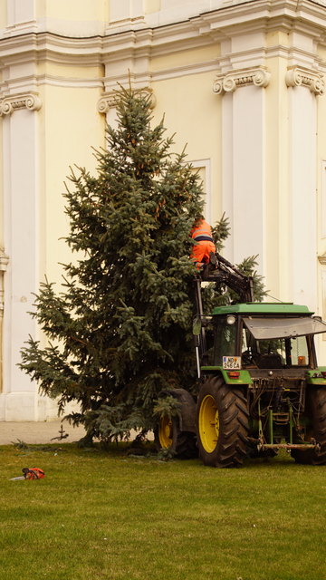 Ein Mann im Baum gewährleistet, dass der Baum gerade wird.