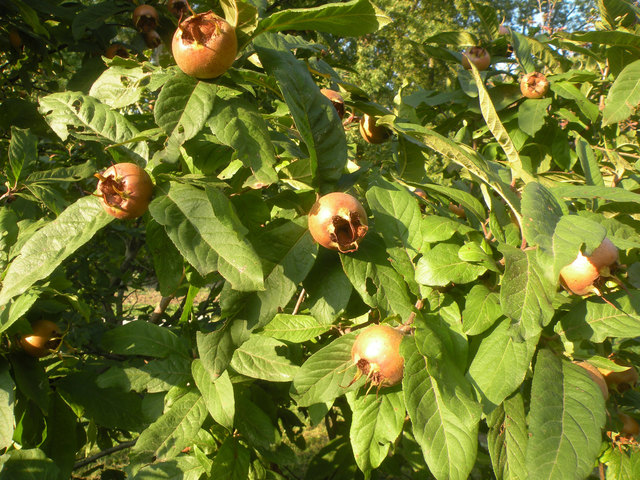 Foto: Natur im Garten/Barbara Schrattenholzer
